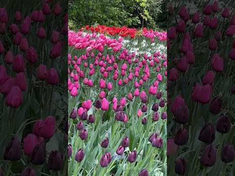 Tulips #flowers #music #piano #garden #gardening #travel #travelvlog #trending #trendingshorts #love