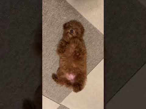 A cute puppy who just can't get up【toy poodle】