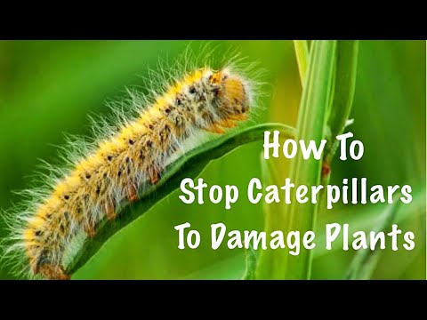 How To Stop Caterpillars To Damage Plants