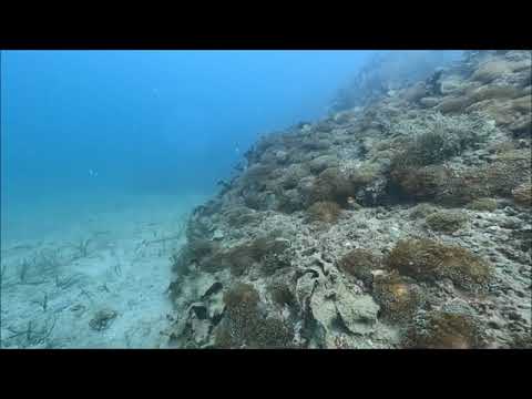 一心坊ニホンアワサンゴ群落2024.11.9山口県周防大島町地家室