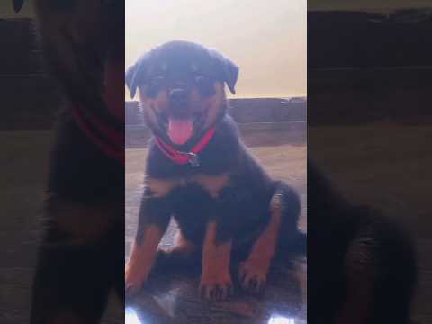 rottweiler dog 2nd to 6th month #rottweiler #dog #animals #viralvideo #ytshorts #youtubeshorts