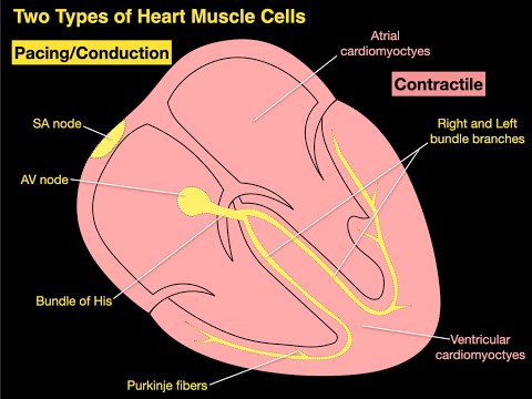 Two Types of Heart Muscle Cells