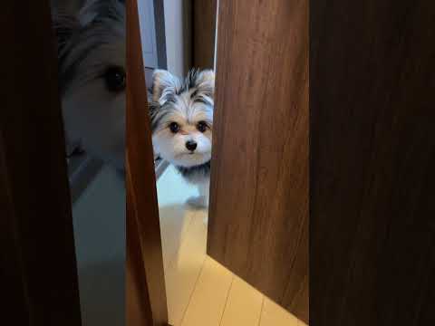 可愛すぎて８万回は見た動画 #shorts #cute #dog