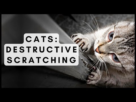 Cats: Destructive Scratching