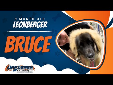 Leonberger, 9 Month Old, Bruce | Two Week BNT| Best Dog Trainers Northern VA |  Off Leash K9