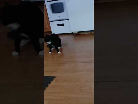 my cat is also a beyblade part 2 #cat #catvideos #catshorts #cats