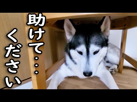 落雷に犬が椅子の下から出れなくなりそれを見た猫の行動に感動...