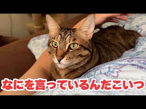 猫が家から脱走したと思ったら3匹に増殖して帰ってきました【夢】