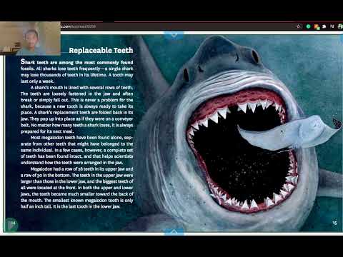 Bin & Bin l Megalodon read-aloud 2