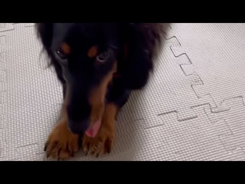 【控えめなお誘い】控えめに散歩に誘われました笑　#shorts #犬 #dog