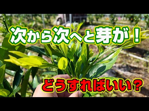 【9月中旬】みかんの苗木を育てるための、芽かぎのやり方！