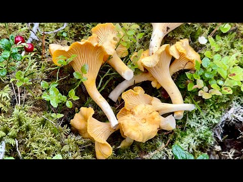 Highlights 2024 August Golden yellow mushrooms Trattkantarell 🇸🇪(Cantharellus_Tubaeformis)