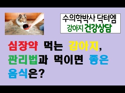 심장약 먹는 강아지, 심장병 관리와 먹이면 좋은 음식