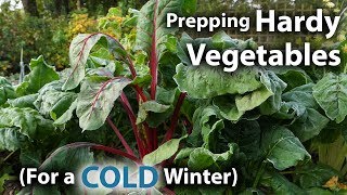 How to Prepare Hardy Vegetables to THRIVE during a COLD Winter