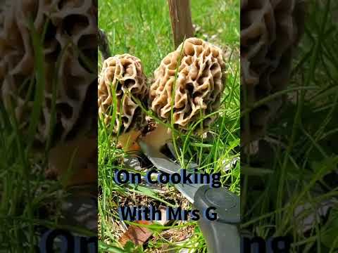 Morel mushrooms 2022 New England. Cooking With Mrs G: YouTube, Facebook, Instagram, Etsy