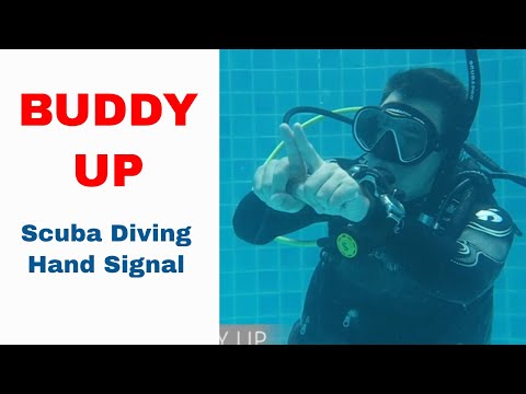 Buddy Up - Scuba Diving Hand Signal