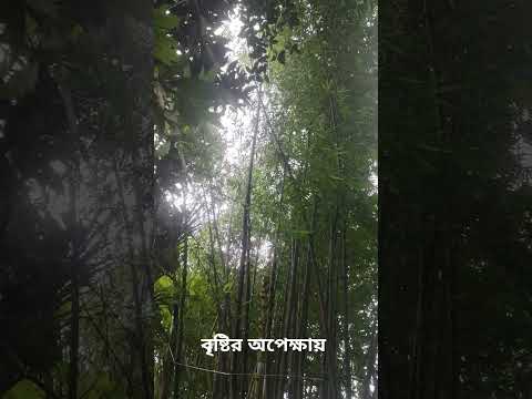 গ্রামের বৃষ্টি.. বৃষ্টির অপেক্ষায়..