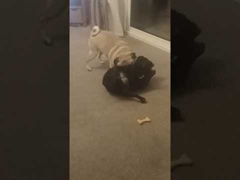 hilarious expectations Vs reality! pug exercise fail cute workout gone wrong