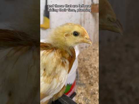 Baby Chicks Break Containment! #chickens #chicks #cute #pets #petcare