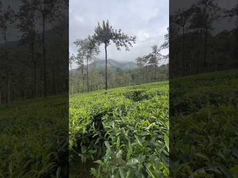 Tea estate #youtube #youtubeshorts #motovlog #shortvideo #kerala #teaestates #wayanad #nature #vlog