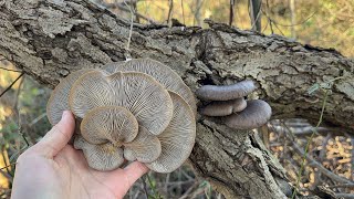 冬の河川敷できのこ狩りすればヒラタケが山程採れる