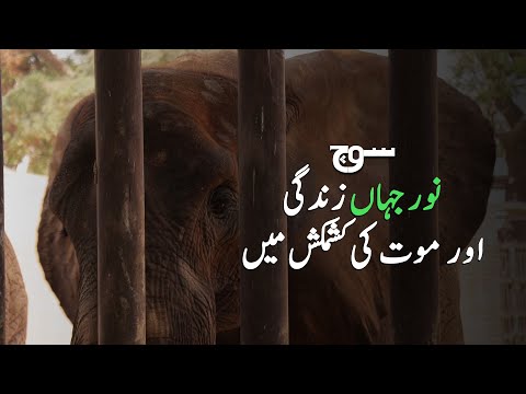 Noor Jehan is battling for life at the Karachi Zoo