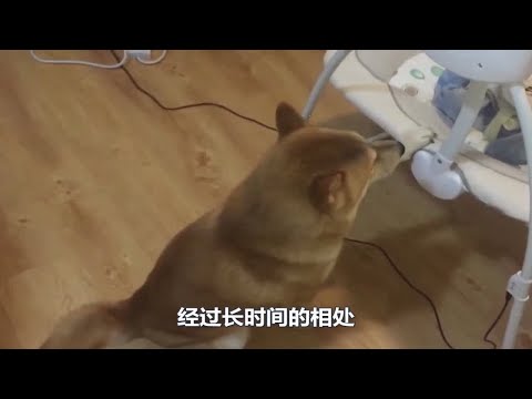 吃饭时间，小主人带着猫咪一起上桌，耐心投喂简直太有爱了