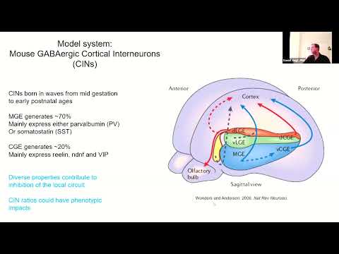 The Low-Hanging Fruit: Exploring Monogenic Syndromes with Autism