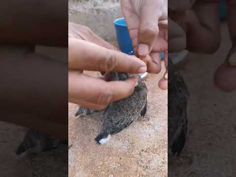 feeding baby dove with chicken pellet