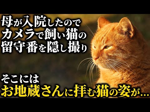 【不思議な話】母親が入院する事になり飼い猫のミミの元気がなくなってきてしまった。母も心配していたのでペットカメラを取り付け隠し撮りをしてみたら何やら不可解な行動を・・・「え？仏壇の前で…」【朗読】