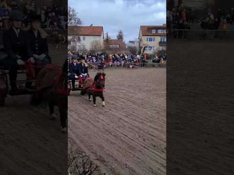 Mini Pony Horse riding carriage - Leonberg's Horse Market 2024