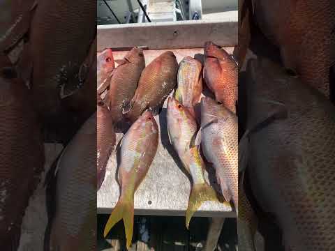 Snapper kind of day #fishing #naples #fishingcharter #shortvideo #snapper