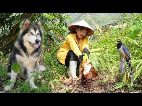 Fertilize and take care of the vegetable garden, harvest super-sized taro to sell.  Peaceful life