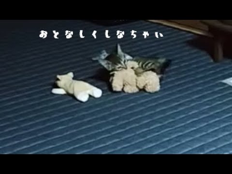 獲物（ぬいぐるみ）を次々と制覇する仔猫