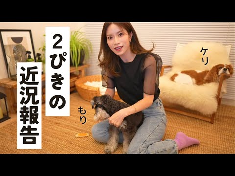 【近況報告】多頭飼いの現実｜キャバリアのお姉ちゃんとミニシュナの妹ちゃん、一緒に暮らし始め早10日。気が合わないのかな？ストレス感じてる？