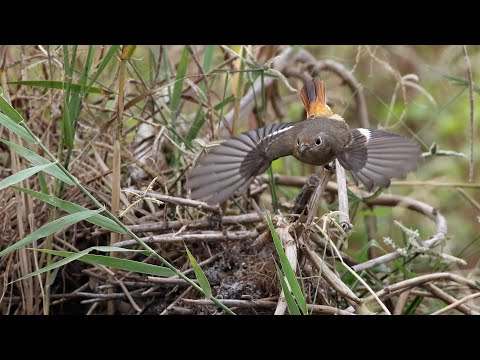 林邊鄉的黃尾鴝Phoenicurus auroreus　（2024 12 16）