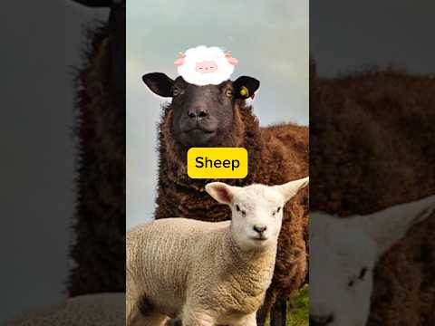 School teaching material:Animal Names #kidsvideo