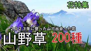 山野草・高山植物の紹介【２００種】