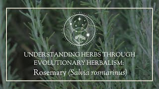 Understanding herbs through Evolutionary Herbalism: Rosemary