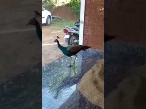 Peacock eating Paddy