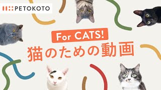 【猫が喜ぶ映像・猫が飽きない動画】ひも・動くネコなど🐱 Games For Cats！音あり30分