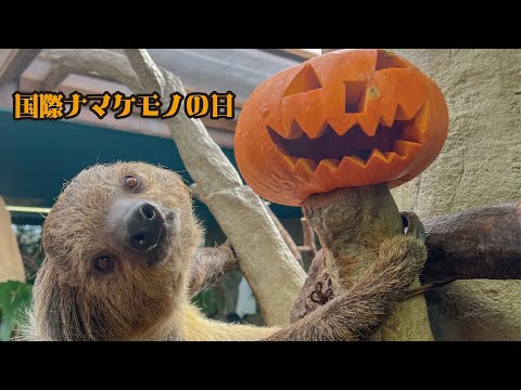 国際ナマケモノの日　2024 / International Sloth day