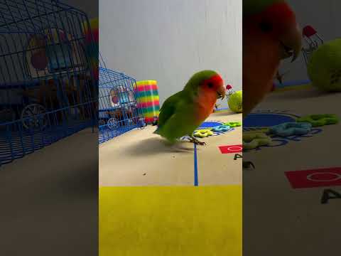 Bird Training : Smart lovebird Parrot | Smart Little Cute Parrot #training #smartparrot #cute