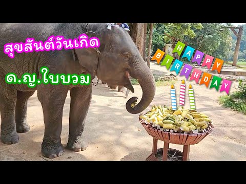 ตามติดชีวิตช้าง Daily Live 7 ต.ค. 2567 วันตรวจสุขภาพช้าง และ HBD น้องใบบวม