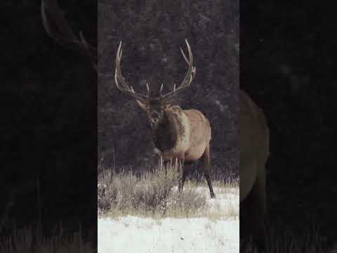 Winter has entered the chat. Video: Steven Drake #sitkagear