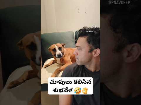 కుక్కతో లవ్ రీల్స్ ..Navdeep కేక 🤣👌 #telugushorts #telugu #shorts #ytshortsindia