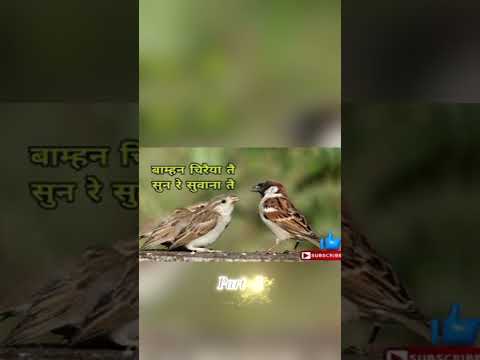 बाम्हन चिरैया Part - 1 #cgsong #love #cgkalakar #shorts #trending #reels #intertenment #song