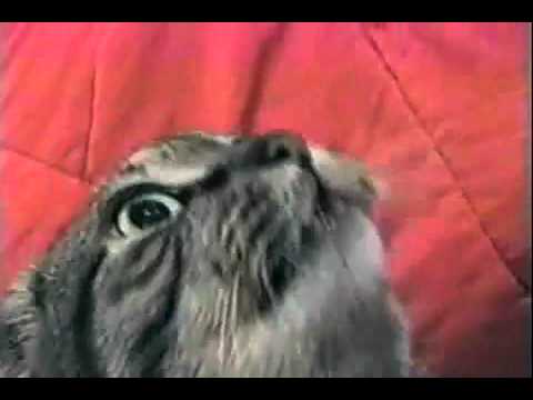 Hilarious Yelling/Singing Cat