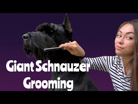 Giant Schnauzer Grooming (at home)