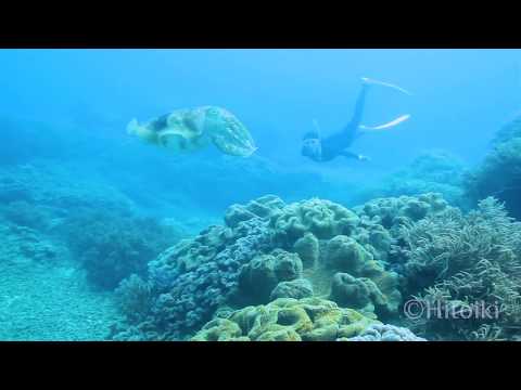 巨大イカ！コブシメと素潜りで泳ぐ！（沖縄県北谷町砂辺）